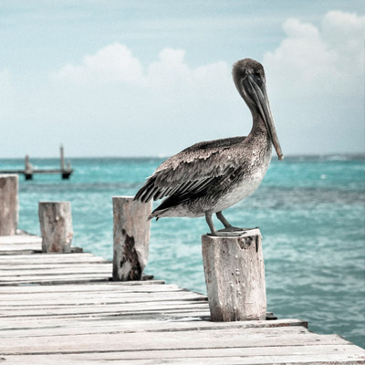 在线DDOS平台攻击